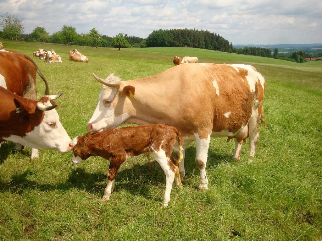 Baby- Und Kinderhof Aicherbauer Seeham Eksteriør bilde